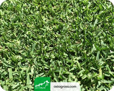 تاریخچه چمن مصنوعی