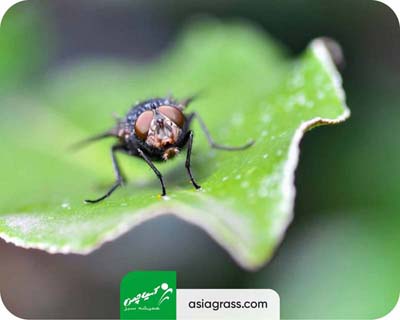 چمن مصنوعی برای محوطه سازی، چمنی بدون حشرات