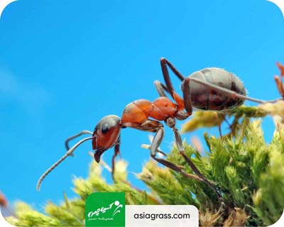 چمن مصنوعی برای محوطه سازی، چمنی بدون حشرات