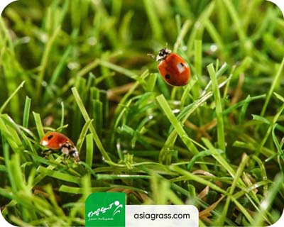 چمن مصنوعی برای محوطه سازی، چمنی بدون حشرات